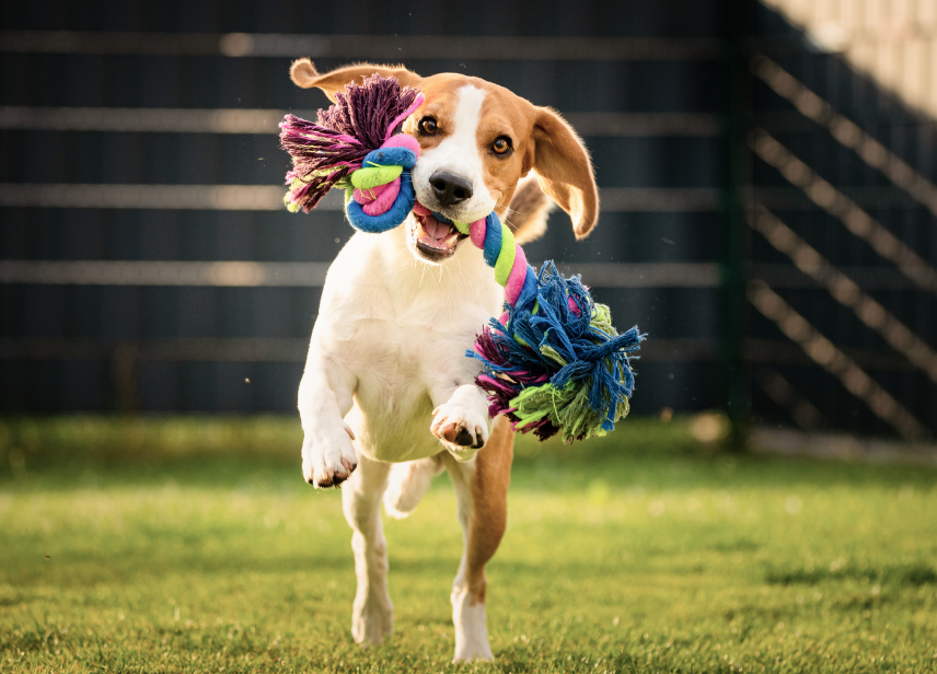 Dog Park-image